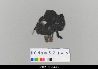 藏品(中國湖北皮影戲偶頭-生)的圖片